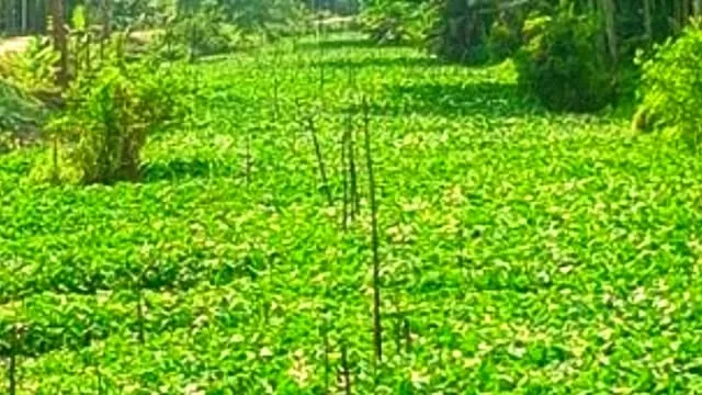 জনজীবনে দুর্ভোগ, বাড়ানী খাল ভরা কচুরিপানায়