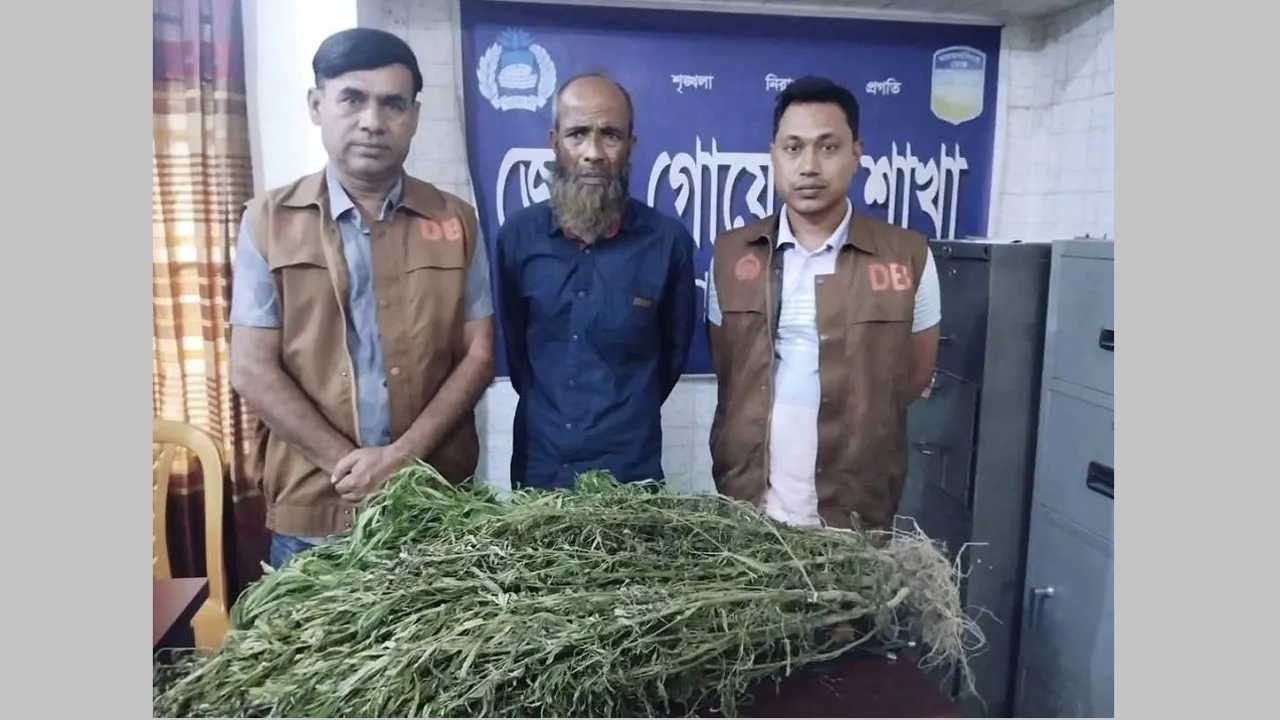জামালপুরে ভুট্টার আড়ালে গাঁজা চাষ, গ্রেফতার ১