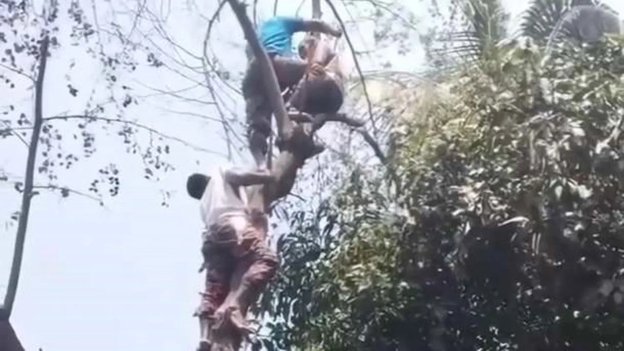 মেলান্দহে গাছে উঠে অজ্ঞান শ্রমিক, উদ্ধার করল ফায়ার সার্ভিস