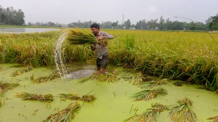 টানা বৃষ্টিতে পানির নিচে ধান, মিলছে না শ্রমিক
