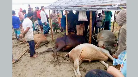 দেওয়ানগঞ্জে বজ্রপাতে ৪ গরুর মৃত্যু