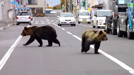 ভাল্লুকের আক্রমণের পর সেনা মোতায়েন করল জাপান
