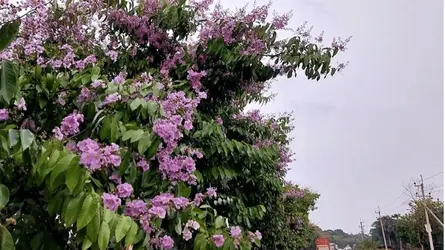 সড়কের পাশে নজর কাড়ছে মন রাঙানো জারুল
