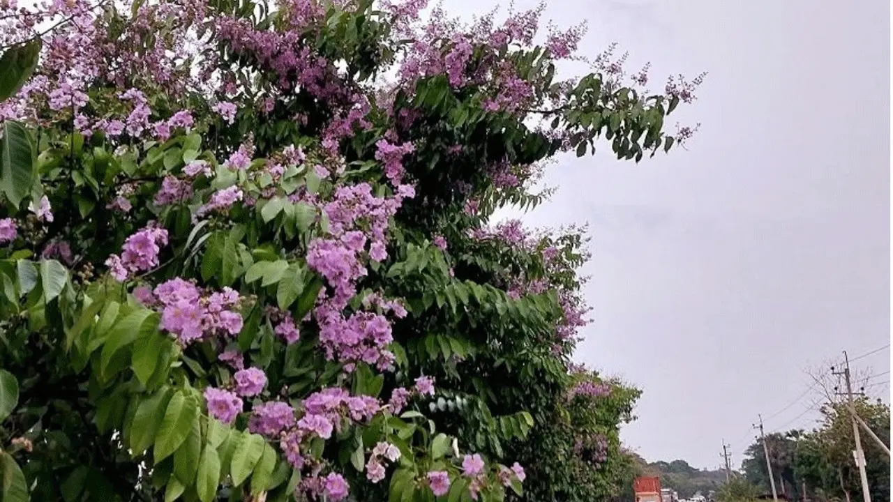 সড়কের পাশে নজর কাড়ছে মন রাঙানো জারুল