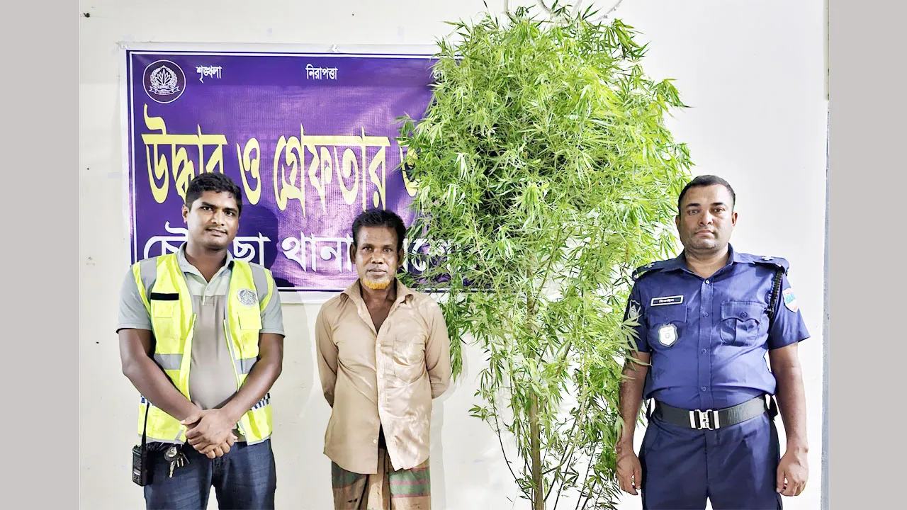 চৌগাছায় গাছসহ গাঁজাচাষী আটক