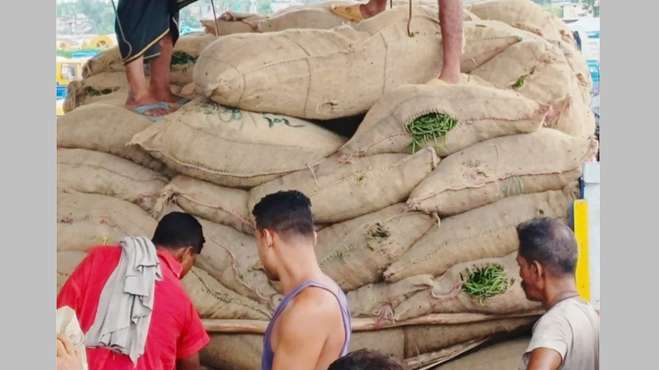শার্শা ও বেনাপোলের বাজারে অর্ধেকে নেমেছে কাঁচা মরিচের দাম