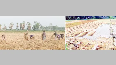 অতিবৃষ্টি ও শ্রমিক সঙ্কটে বিপাকে চৌগাছার ধান চাষীরা