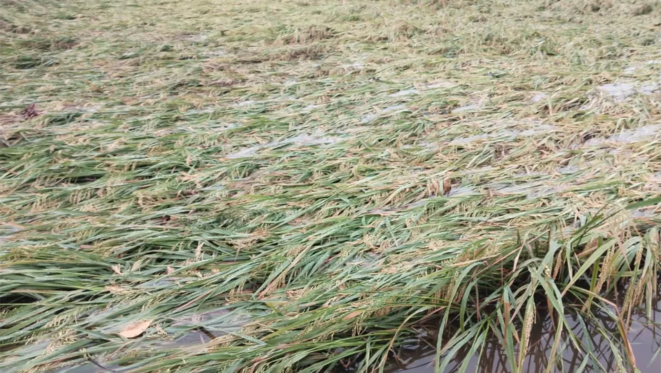 ঝালকাঠিতে কালবৈশাখীর আঘাতে  বোরো ধানের বড় ক্ষতি