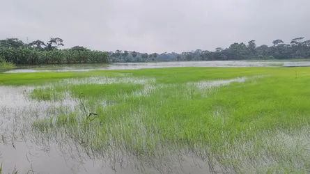 বৃষ্টি-জোয়ারের পানিতে ঝালকাঠিতে আমনের বীজতলা প্লাবিত, আবাদ নিয়ে শঙ্কা