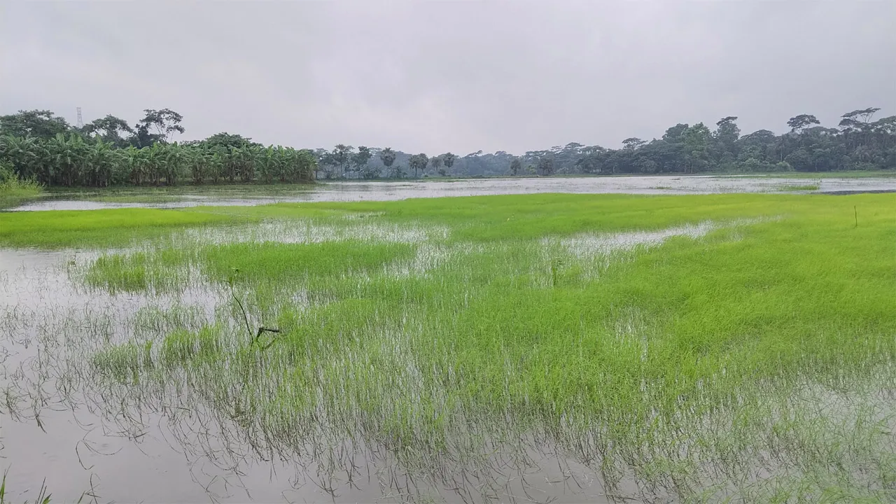 বৃষ্টি-জোয়ারের পানিতে ঝালকাঠিতে আমনের বীজতলা প্লাবিত, আবাদ নিয়ে শঙ্কা