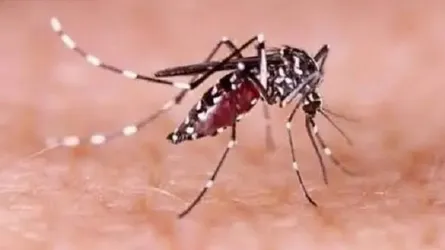 ঝালকাঠিতে ডেঙ্গুতে আক্রান্ত ১ হাজার ৬৭৮ জন