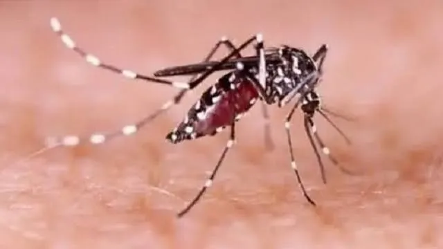 ঝালকাঠিতে ডেঙ্গুতে আক্রান্ত ১ হাজার ৬৭৮ জন