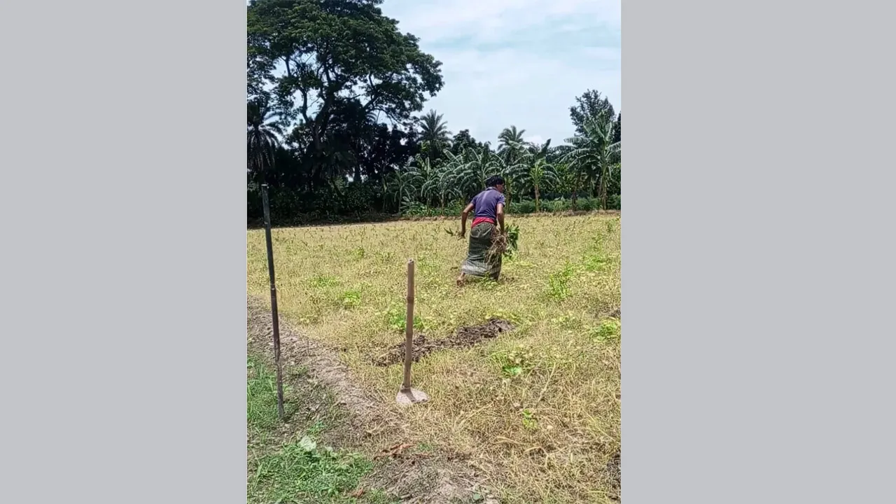 জীবননগরে জমির পেয়ারা গাছ কাটার অভিযোগ : ৮০ হাজার টাকার ক্ষতির দাবি