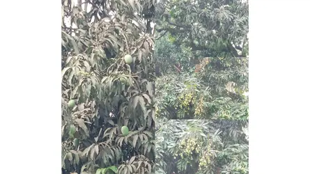 জীবননগরে ঝরে পড়ছে লিচু ও আমের গুটি, দুশ্চিন্তায় চাষিরা