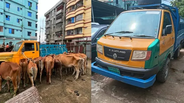 মিরসরাইয়ে পাচারকালে ভারতীয় গরুসহ আটক ৪