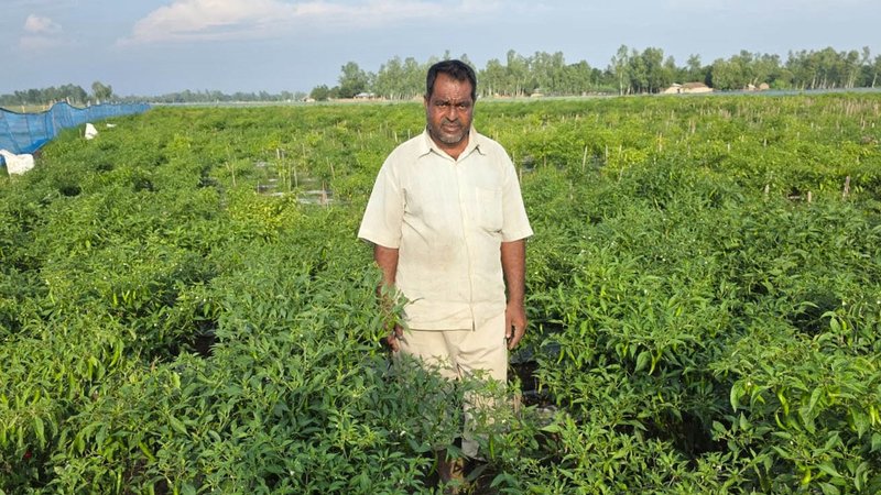 মরিচ বাগানে চাষি মোস্তফা কামাল