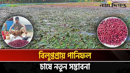 জয়পুরহাটে পানিফল চাষে জাগছে গ্রামীণ অর্থনীতি