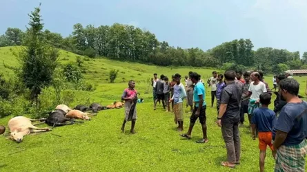 জুড়ীতে বজ্রপাতে ১৪ গরু-মহিষের মৃত্যু