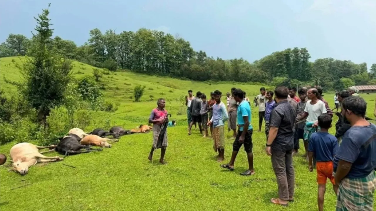 জুড়ীতে বজ্রপাতে ১৪ গরু-মহিষের মৃত্যু