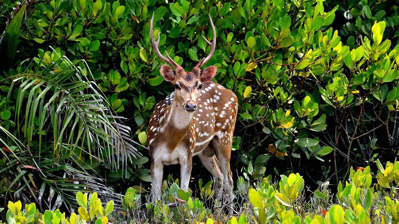 সুন্দরবনের ১০ কিলোমিটারের মধ্যে নিষিদ্ধ হচ্ছে শিল্পপ্রতিষ্ঠান স্থাপন