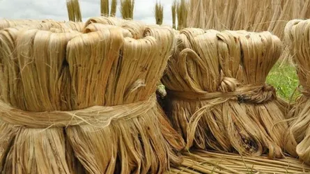 কাঁচামাল সঙ্কটে দেশের পাট শিল্প