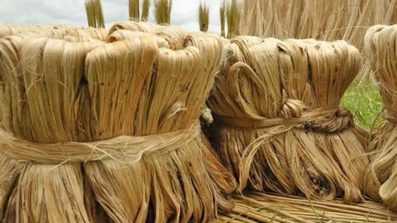 কাঁচামাল সঙ্কটে দেশের পাট শিল্প