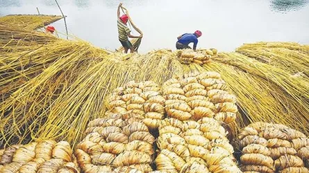 বাংলাদেশের কাঁচা পাট ১২ দেশে রফতানি হচ্ছে
