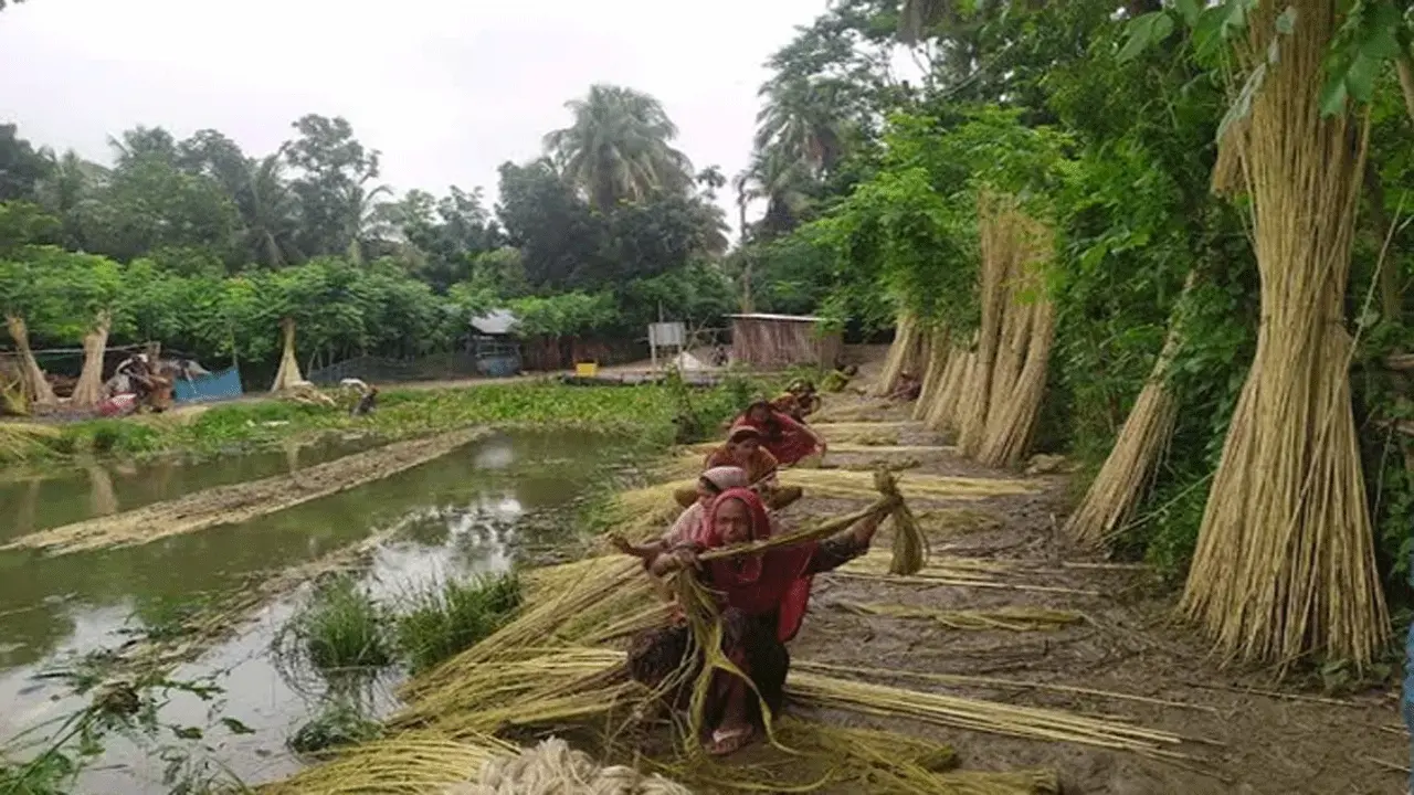পাটের বাম্পার ফলনের প্রত্যাশা ডিএই কর্মকর্তাদের