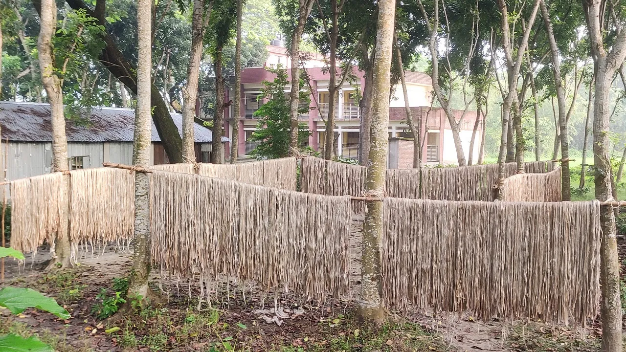 চৌগাছায় পাটের বাম্পার ফলন, ভালো দাম পেয়ে খুশি কৃষক