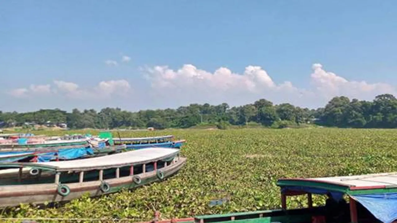 কচুরিপানায় হারাতে বসেছে কাপ্তাই হ্রদের সৌন্দর্য, শেষ নেই জনদুর্ভোগের