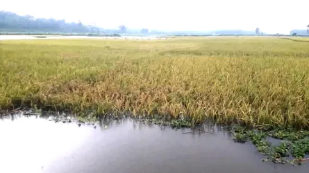 কুড়িগ্রামে পাহাড়ি ঢলে ফসলের ব্যাপক ক্ষতি