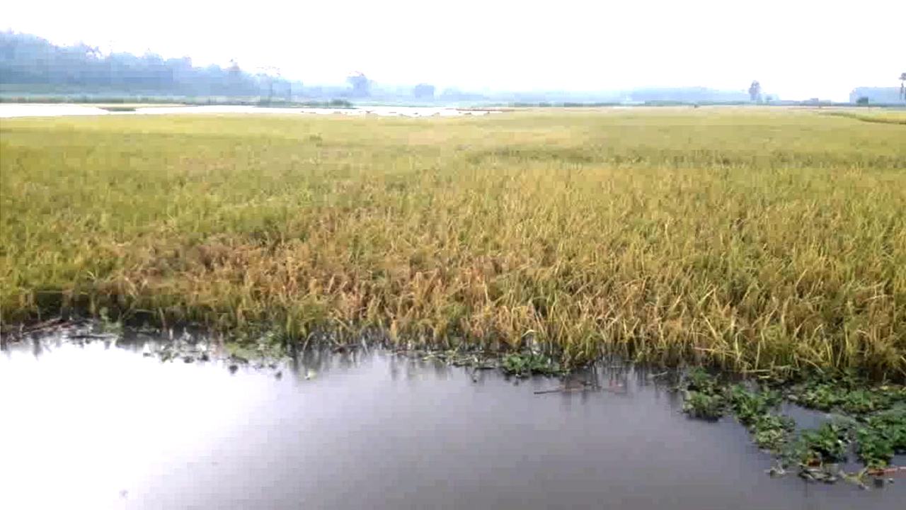 KURIGRAM