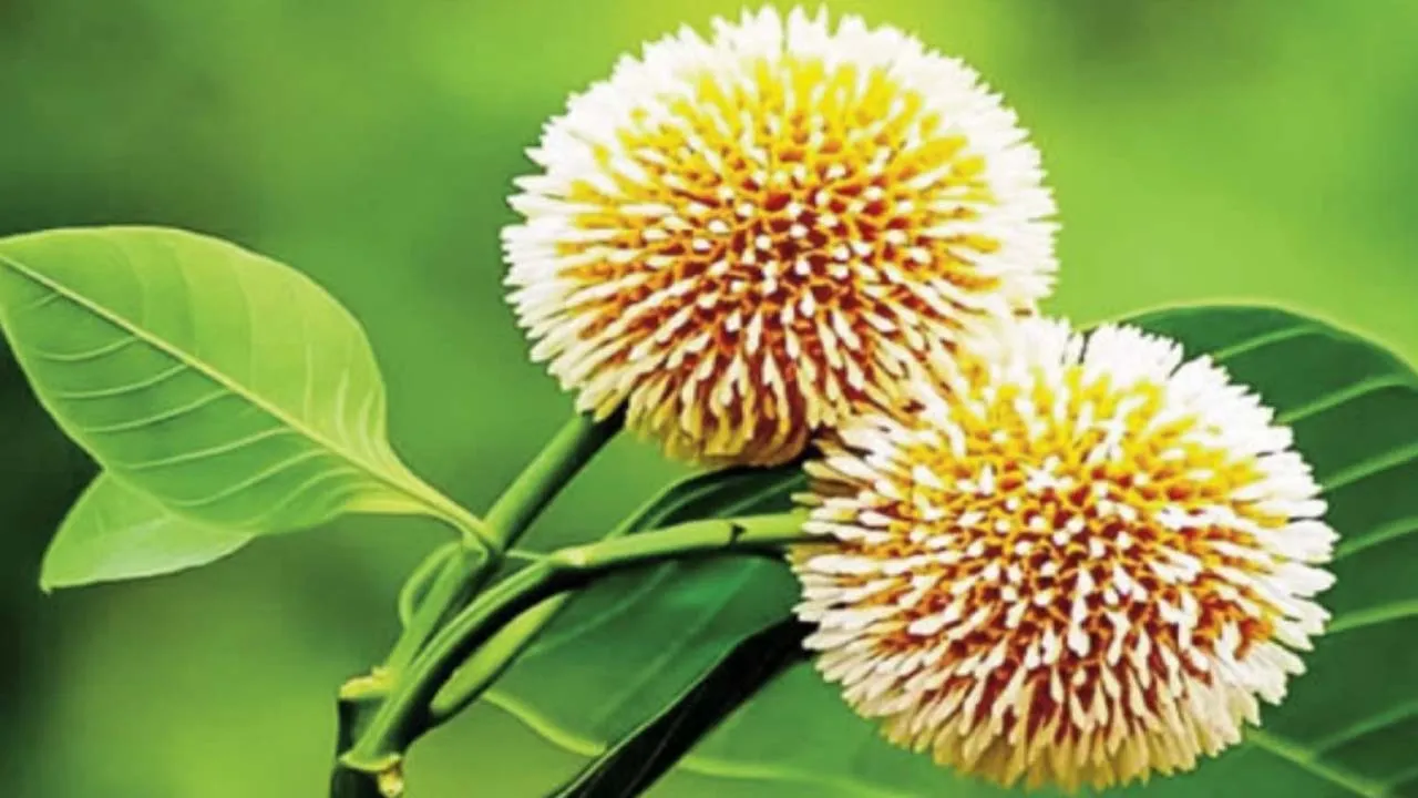 কদমের ঘ্রাণে মুখরিত প্রকৃতি
