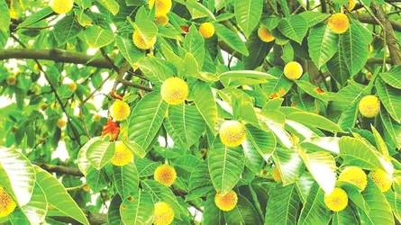 বাঁধনহারা বৃষ্টি ধারায় কী কথা কয় বর্ষার ফুলে