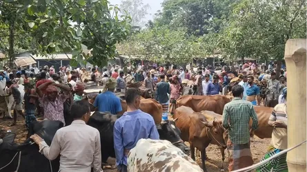 টাঙ্গাইলের কাইতলা পশুর হাট নিয়ে দুপক্ষের উত্তেজনা