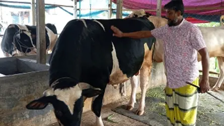 ধামরাইয়ে কোরবানির হাট কাঁপাতে আসছে কালা বাবু