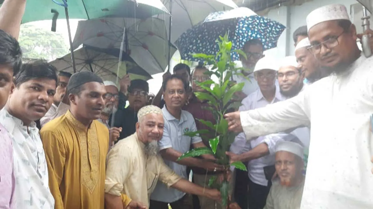 কলাপাড়ায় ওলামা দলের বৃক্ষরোপণ কর্মসূচি