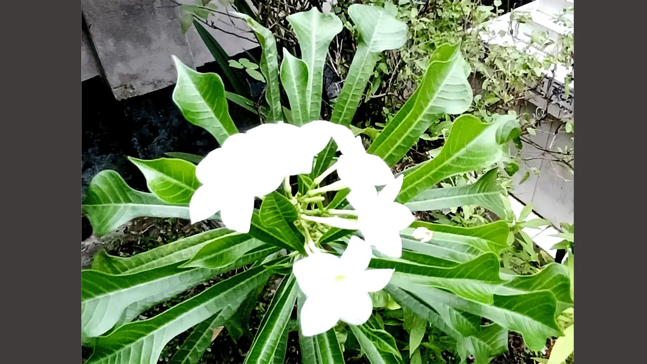 সৌন্দর্যে ও জীববৈচিত্রের অপূর্ব সমন্বয় কাঠ মালতী ফুল