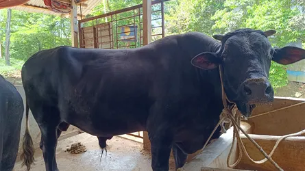 কোরবানির জন্য প্রস্তত ১৩ লাখ টাকা দামের ‘কালো পাহাড়’