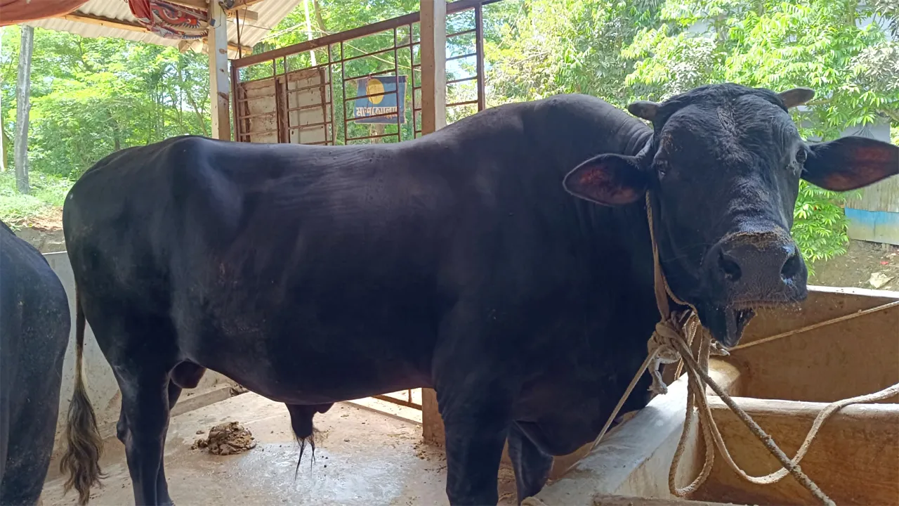 কোরবানির জন্য প্রস্তত ১৩ লাখ টাকা দামের ‘কালো পাহাড়’