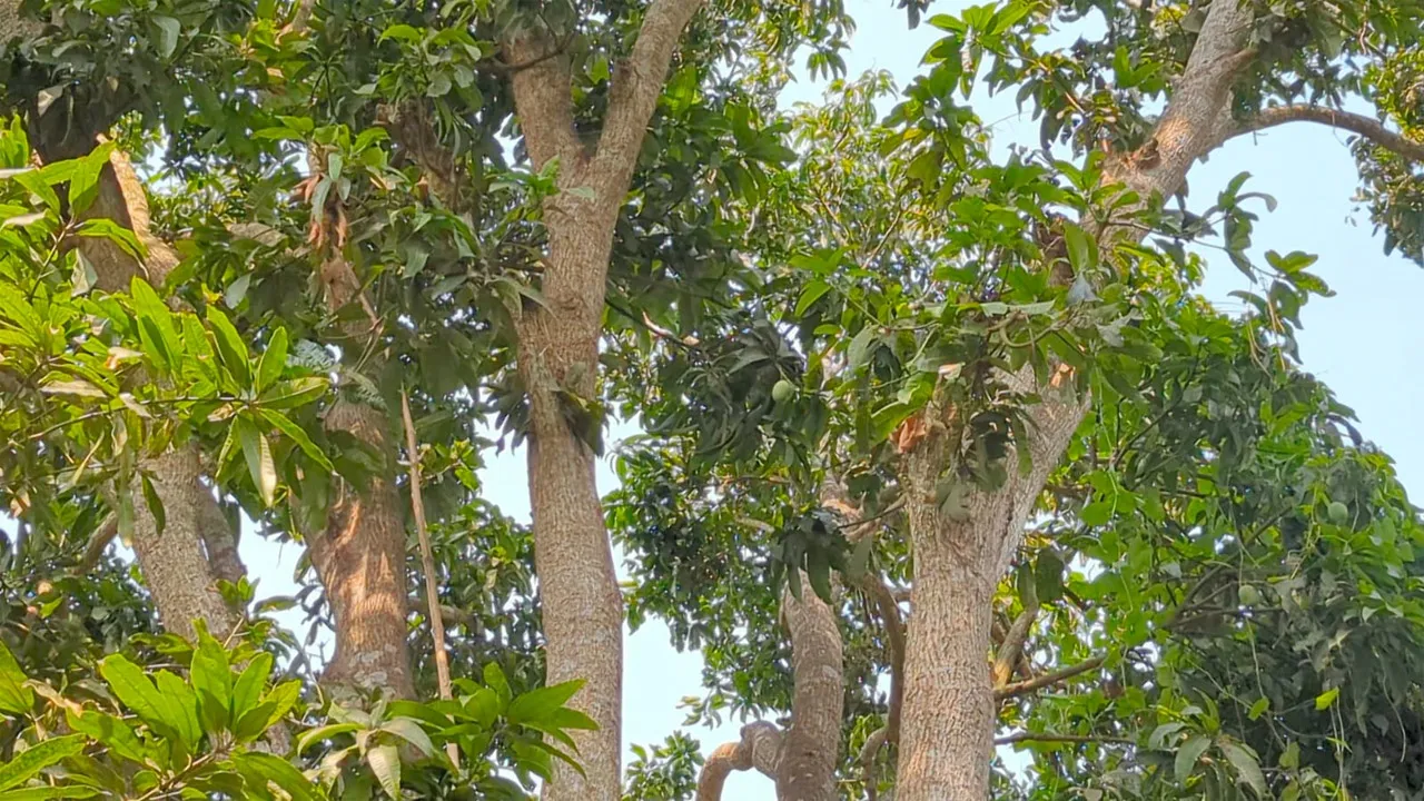 কালুখালীতে আম গাছ থেকে পড়ে গৃহবধূর মৃত্যু