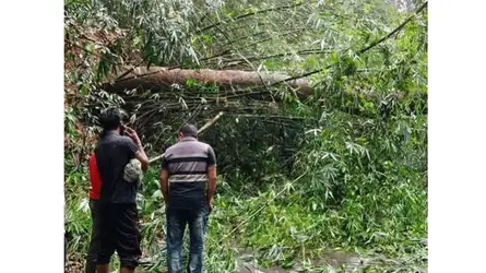 কালবৈশাখীর তাণ্ডবে বন্ধ কমলগঞ্জ-শ্রীমঙ্গল সড়ক, দুর্ভোগে যাত্রীরা