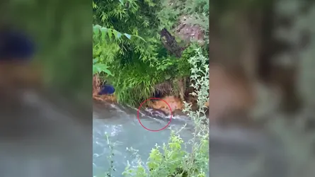 কাশ্মীরের জলসীমায় বিপন্নপ্রায় উদবিড়াল, স্থানীয়দের উচ্ছ্বাস-উদ্বেগ