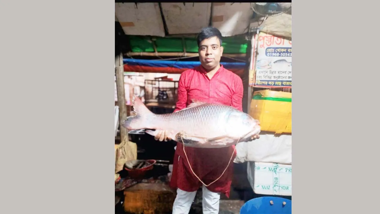 জেলের জালে ১৯ কেজির কাতলা, ১৬ হাজার ১৫০ টাকায় বিক্রি