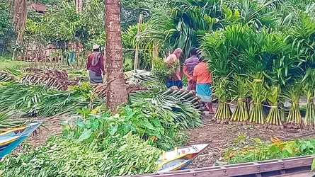 কাউখালীতে জমে উঠেছে চারা বিক্রির হাট : মৌসুমে কোটি টাকার কেনাবেচা