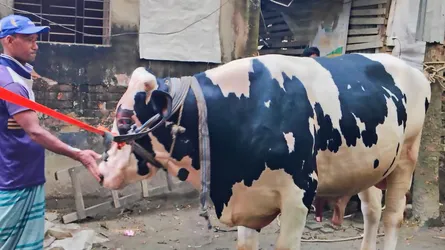 ঈদুল আজহা ঘিরে কাউখালীতে আলোচনায় ‘জমিদার’