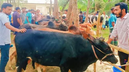 কাউখালীতে ৪ পশুরহাটের খাজনা মওকুফ