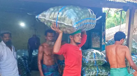 আমড়া চাষে ভাগ্য বদল কাউখালী কৃষকদের