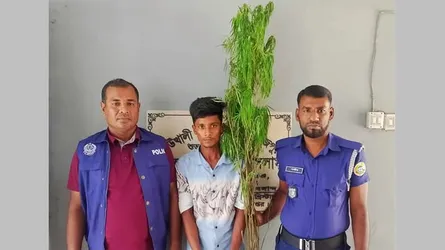 কাউখালীতে গাঁজা গাছসহ মাদককারবারি আটক