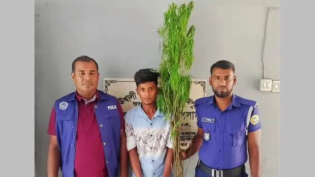 কাউখালীতে গাঁজা গাছসহ মাদককারবারি আটক